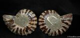 Inch Desmoceras Ammonite Pair #506-1